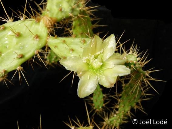 Opuntia infesta PLL Peru MCA P1110235